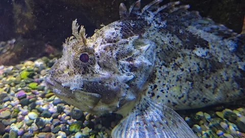 Close up of a Stonefish  Stock Footage 277424702
