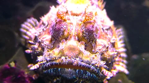Close up of a Stonefish head Stock Footage 296051932