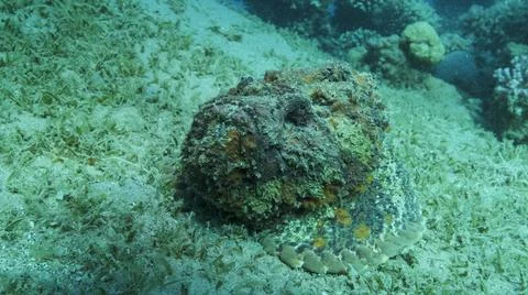Close up of the Stonefish lies on sandy bottom covered with green seagrass Stock Photos