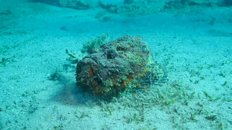 Close-up of the Stonefish moves along sandy bottom covered with green seagrass. Stock Footage 203520672