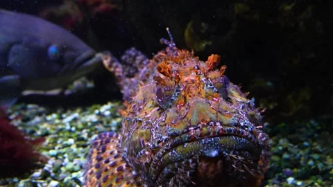 Close up of a stonefish or bearded ghoul 库存影片 299731622