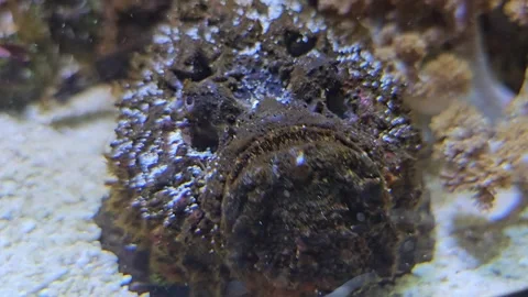 Close up of a Stonefish relaxing Stock Footage 267454645