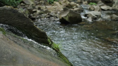 Close up stones and river in a deep forest green nature rock environment forest Stock Footage 99370889