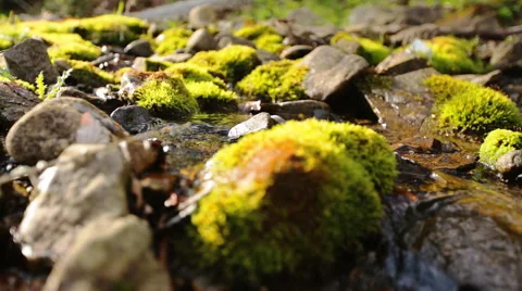 Close up of stones and rocks covered by moss along water stream flowing through Stock Footage 63786044