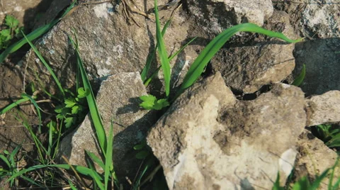Close-Up of Stones Видео 62232694