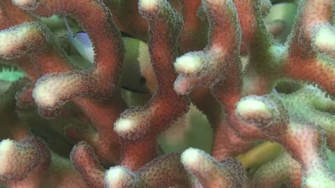 Close-Up of Stony Coral Branches with Reddish-Brown Texture and Pale Polyps Stock Footage 311979737