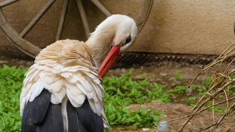 Close up of stork Stock Footage 137377559