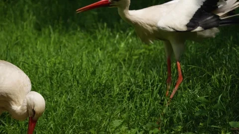 Close up of a Stork Stock Footage 242101926