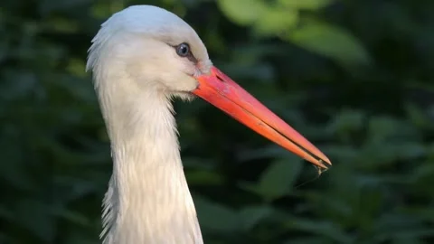 Close up Stork  Stock Footage 243377490