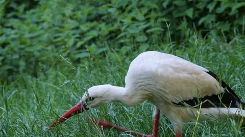 Close up Stork  Video stock 243378537
