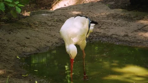 Close up stork Stock Footage 260527183