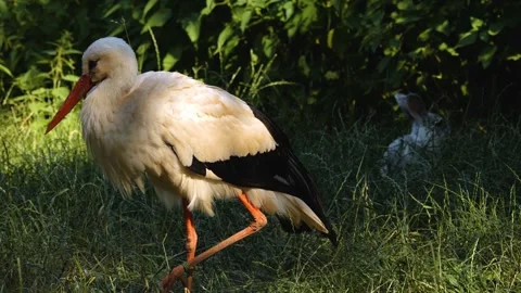 Close up of a Stork Stock Footage 277262016