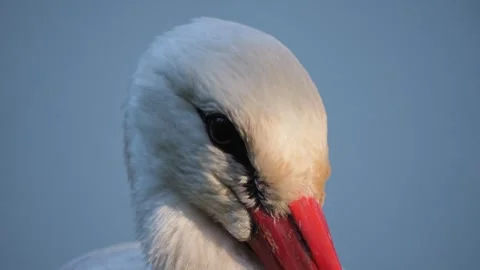 Close up Stork head and eye Video stock 243377628