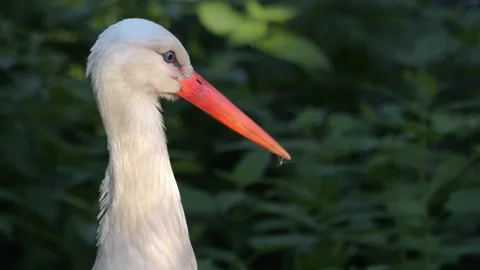  Close up of a Stork head Stock Footage 243251244