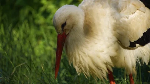 Close up of a Stork head Stock Footage 277231868