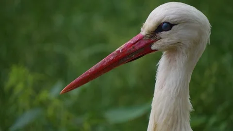 Close up of a Stork head Stock Footage 277231896