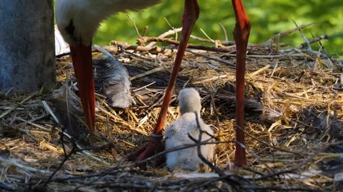Close up Stork in a nest Stock Footage 243253032