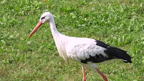 Close up of a Stork standing on a meadow Stock Footage 344377214