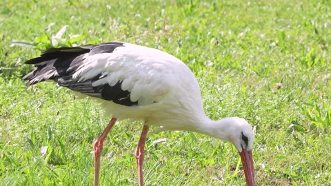 Close up of a Stork standing on a meadow Stock Footage 344381924