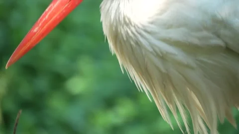 Close up of a Stork standing in a nest Stock Footage 262841547