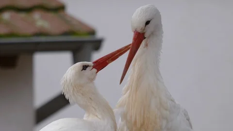 Close up of storks. Video stock 121754615