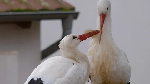 Close up of storks. Stock Footage 121754654