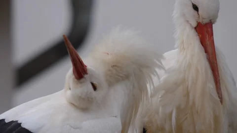 Close up of storks. Video stock 121754878
