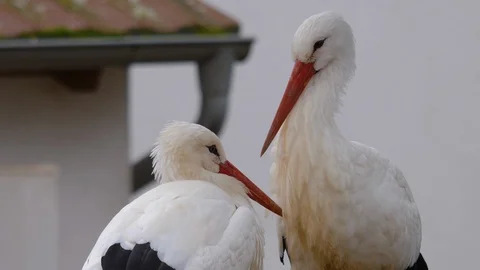 Close up of storks. Stock Footage 121755081