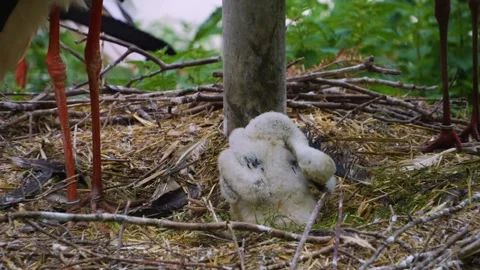 Close up storks Stock Footage 260527435