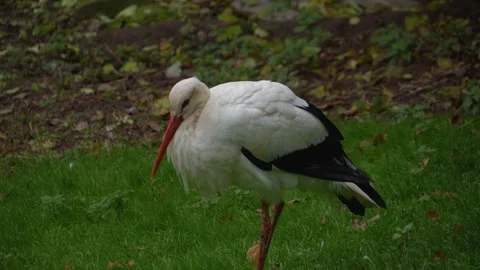 Close up of a Storks moving around a meadow Stock Footage 299654244