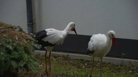 Close up of a Storks moving around a meadow Stock Footage 299654763