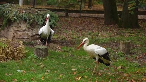 Close up of a Storks moving around a meadow Vídeos de archivo 299655845