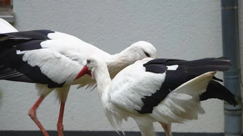 Close up of a Storks moving around a meadow Stock Footage 299655846