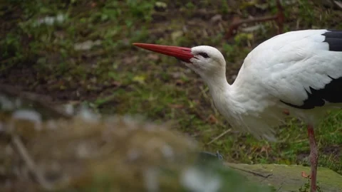 Close up of a Storks moving around a meadow Stock Footage 299655890