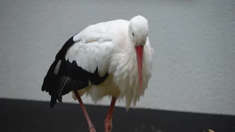 Close up of a Storks moving around a meadow Stock Footage 299655946