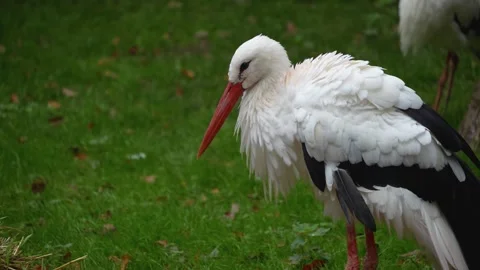 Close up of a Storks moving around a meadow Stock Footage 299656335