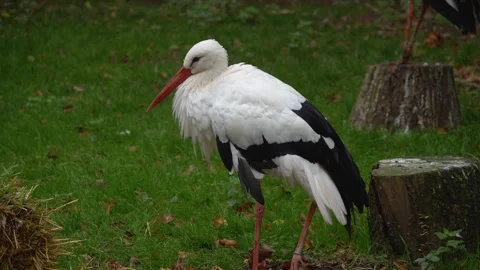 Close up of a Storks moving around a meadow Vidéo 299656354