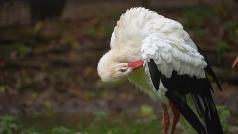 Close up of a Storks moving around a meadow Stock Footage 299656373