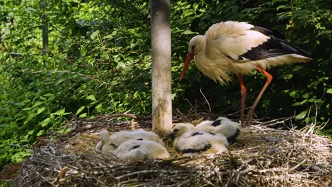 Close up of storks in a nest Stock Footage 260521195
