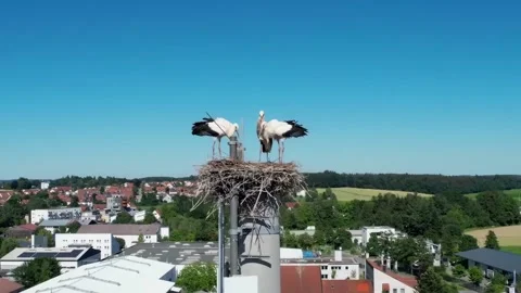 Close up Storks in a nest on a sunny day Vídeos de archivo 337322182