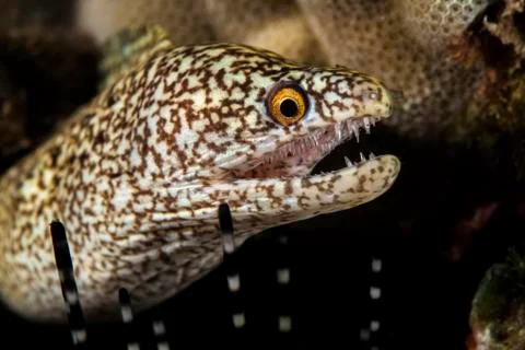 Close-up of a Stout moray eel (Muraena robusta) with sharp teeth Stock Photos