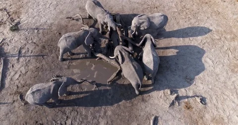 Close-up straight down aerial view of a small group of elephants drinking at a Vídeo Stock 85253181