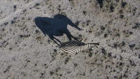 Close-up straight down aerial view of a female zebra casting an interesting Stock Footage 107213721
