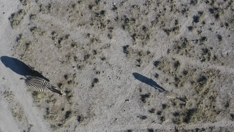 Close-up straight down aerial view of a female zebra and her cute foal casting Stock Footage 107215264