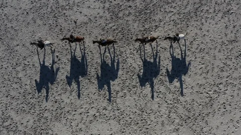Close-up straight down aerial view of a group of horse riders casting a shadow Stock-Footage 107277548