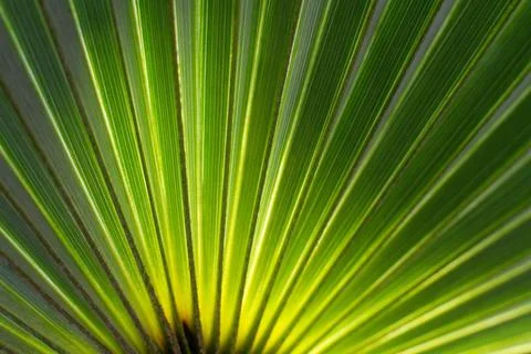 Close up straight lines texture of green palm leaves Stock Photos