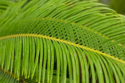 Close up straight lines texture of green palm leaves Stock Photos