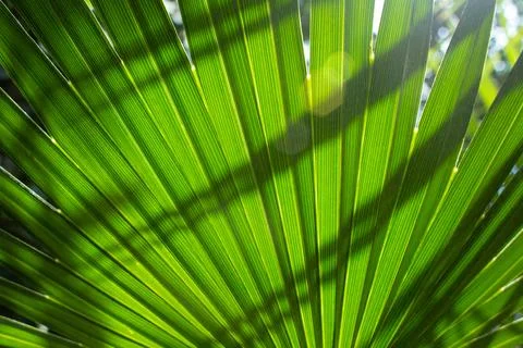 Close up straight lines texture of green palm leaves Stock Photos