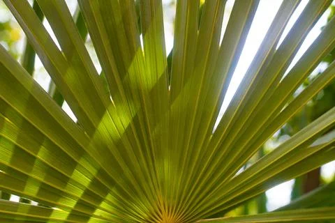 Close up straight lines texture of green palm leaves Stock Photos