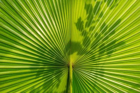 Close up straight lines texture of green palm leaves Stock Photos